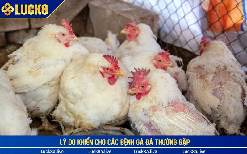 Những lý do khiến cho chiến kê hay mắc bệnh