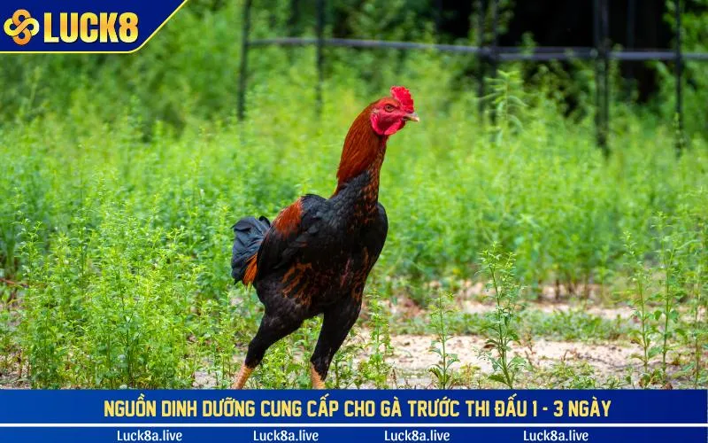 Chế độ dinh dưỡng dành cho gà trước giải đấu 1 - 3 ngày