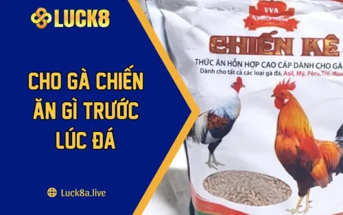 Cho Gà Chiến Ăn Gì Trước Lúc Đá - Giải Đáp Thắc Mắc Sư Kê