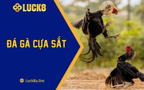 Đá Gà Cựa Sắt Và Những Thông Tin Thú Vị Cùng LUCK8