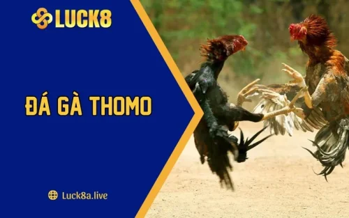 Đá Gà Thomo - Bộ Môn Giải Trí Gay Cấn Và Kịch Tính