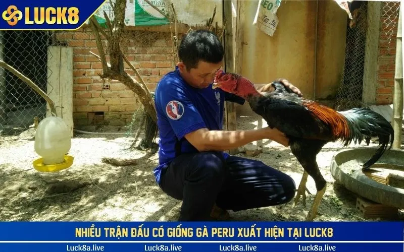 Chăm sóc giống gà Peru đơn giản cùng chuyên gia LUCK8